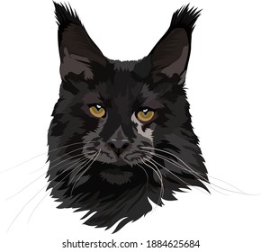 Maine Coon black cat. Head vector illustration