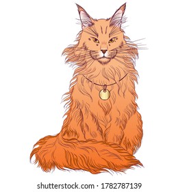 Maine Coon breed cat. Kitten ginger. Illustration for cat cattery, pet shop, pet hotel. Vector illustrations in  hand draw style isolated on white background. Cat poster, print.