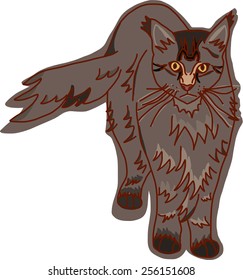 Maine coon cat