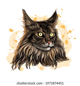 Maine Coon cat. Color, graphic, hand-drawn portrait of a cat looking ahead on a white background with blots