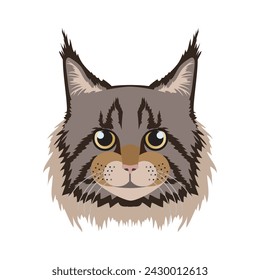 Maine Coon cat face, domestic kitty with typical lynx ear tips on head vector illustration