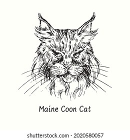 Maine Coon Cat face portrait. Ink black and white doodle drawing in woodcut style.