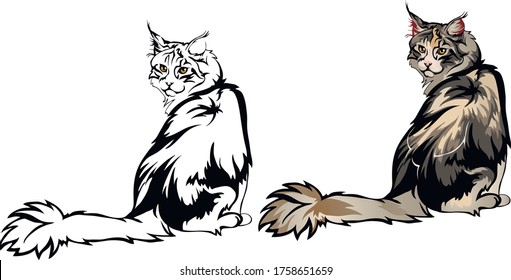 Maine Coon cat looks back sitting vector