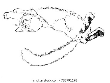 Maine Coon cat lying and stretching, rear view, monochrome handdrawn vector illustration