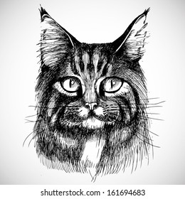 Maine coon cat portrait. Hand drawn vector illustration. Can be used separately from your design.