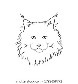 Maine coon cat portrait. Hand drawn vector illustration. Can be used separately from your design.