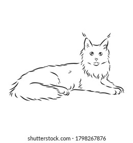 Maine coon cat portrait. Hand drawn vector illustration. Can be used separately from your design.