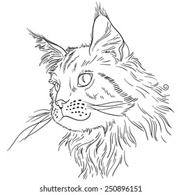 Maine coon cat portrait. Hand drawn vector illustration.