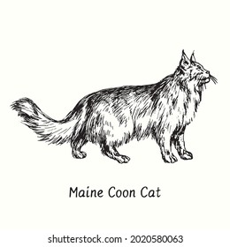 Maine Coon Cat standing side view. Ink black and white doodle drawing in woodcut style.