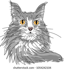 Maine coon cat vector