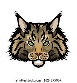 Maine Coon cat vector illustration
