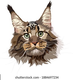 Maine Coon cat vector image. Portrait, head