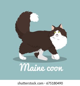 Maine coon cute cat illustration on sky blue background.vector