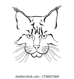 Maine coon face. Hand-drawn vector illustration. Sketch. Line art.