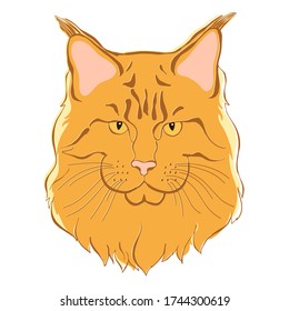 Maine coon face. Hand-drawn vector illustration on white. Isolated element for design.