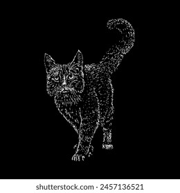 maine coon hand drawing vector isolated on black background.