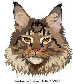 Maine Coon vector illustration, portrait. Brown color, head