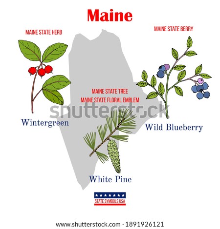 Maine. Set of USA official state symbols. Vector hand drawn illustration