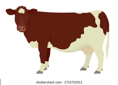 Maine-Anjou cow  Breeds of domestic cattle Flat vector illustration Isolated object on white background set