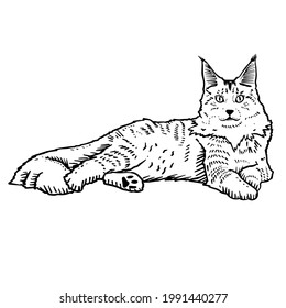 Maine-Coon Cat vector hand drawing illustration in black color isolated on white background