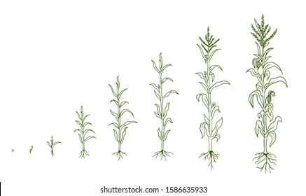 Mais plant growing process. Agrikultura plants. Corn growth stages, planting process. Zea mays life cycle infographic. Hand drawn sketch vector line.