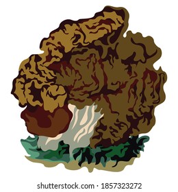 Maitake (Grifola frondosa), taken from Japanese, is a type of mushroom known as both a vegetable and herbal medicine.