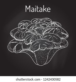 Maitake mushroom (Grifola frondosa), or hen of the woods, medicinal plant. Hand drawn botanical vector illustration