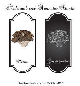 Maitake mushroom (Grifola frondosa), or hen of the woods, medicinal plant. Hand drawn botanical vector illustration