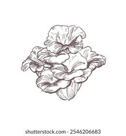 Maitake mushroom hand drawn sketch illustration isolated on white