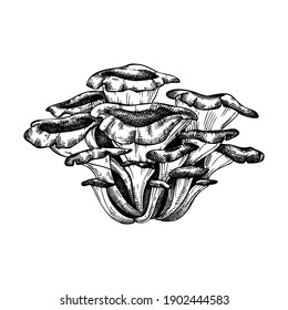 Maitake mushroom hand-sketched illustration. Medicinal plants vector drawing. Oyster sketch isolated on white background. Adaptogenic mushroom hand-drawing. Perfect rot medicine, cooking, food design