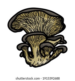 Maitake Mushroom, Set of Maitake Mushroom on white background. Maitake Mushroom, vector illustration. 