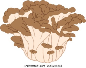 Maitake mushrooms are widely distributed in the temperate zone of the northern hemisphere, growing at the base of broad-leaved trees such as Quercus crispula in forests.