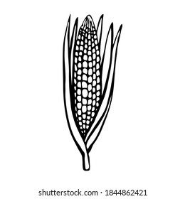 Maiza. Hand drawn vector illustration in sketch style. Black and white image of vegetables.