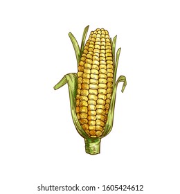 Maize cereal grain vector isolated corn cob sketch. Vector sweetcorn with green leaves