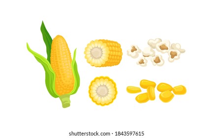 Maize or Corn as Cereal Grain with Yellow Kernels or Seeds Vector Set
