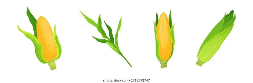 Maize or Corn as Cereal Grain with Yellow Kernels or Seeds Vector Set