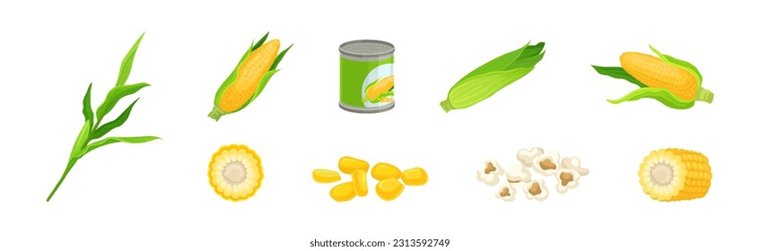 Maize or Corn as Cereal Grain with Yellow Kernels or Seeds Vector Set