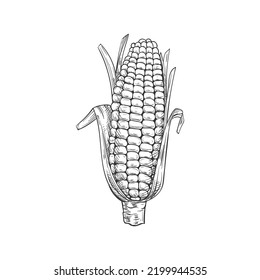 Maize corn cob with leaves isolated vector sketch. Vector sweetcorn vegetarian food, cereal grain