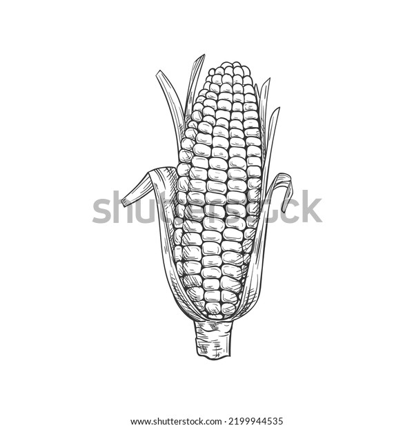 Maize corn cob with leaves\
isolated vector sketch. Vector sweetcorn vegetarian food, cereal\
grain