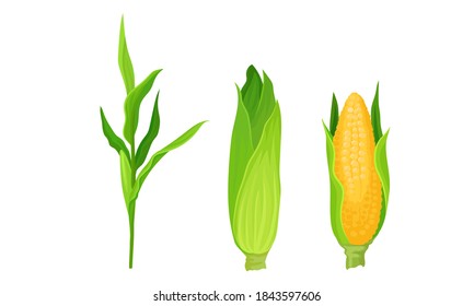 Maize or Corn Cob and Stalk as Cereal Grain with Yellow Kernels or Seeds Vector Set