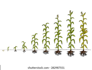 Maize Development Diagram - stages of growth