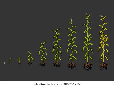 Maize Development Diagram - stages of growth