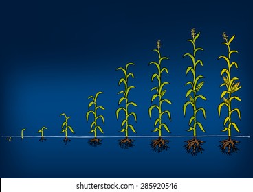 Maize Development Diagram - stages of growth