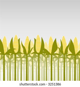 maize field.