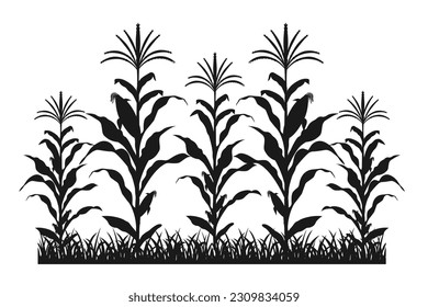 Maize field silhouette 
