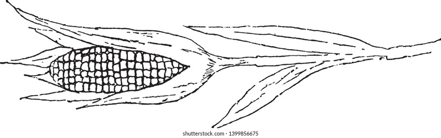 Maize grows in a row, It is a type of dense grain, the grain covered by petal, it stem are very straight, vintage line drawing or engraving illustration.