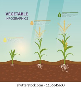 Maize growth stages as infographic poster. Corn roots in soil, inflorescence with tassel. Organic plant growing. Vegetarian nutrition or vegan food, farm and harvest, agriculture theme