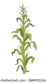 Maize plant. Corn cobs. Zea mays. Green leaves. Vector colour illustration. Agriculture harvest.