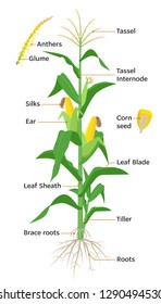 Maize plant diagram, infographic elements with the parts of corn: plant, anthers, tassel, corn ears, cobs, roots, stalks, silk, flowering, seeds, fruits. Vector encyclopedic illustration flat design.