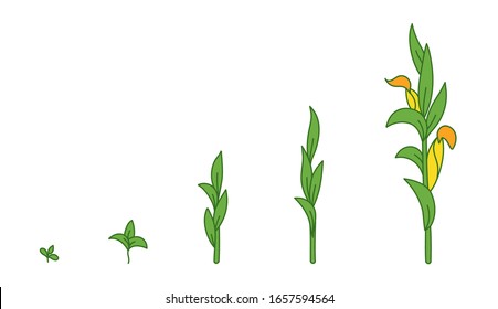 Maize plant. Growth stages. Ripening period. The life cycle of the corn. Contour green line vector infographic. Animation progression development.